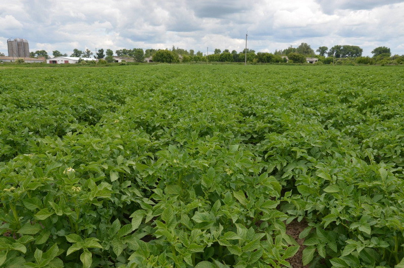 VIMAL-AGRO potato growing